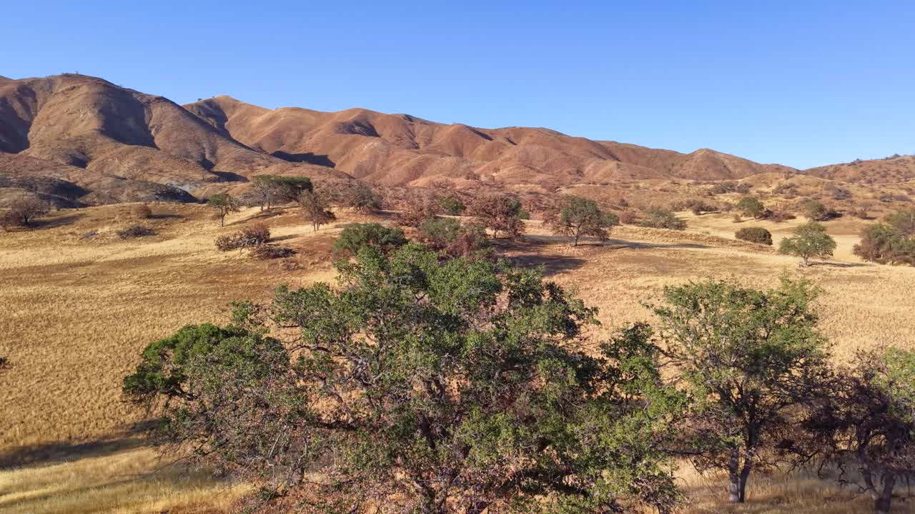 A beautiful aerial drone shot flying past majestic oak trees standing in a field of dry, golden grass. A classic and serene view of the California landscape