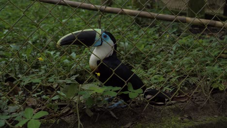 Tucán-Cautivador-En-Cautiverio:-Experimente-Un-Tucán-Vibrante-De-Cerca-En-4k,-Filmado-En-El-Zoológico-Local-De-Tena