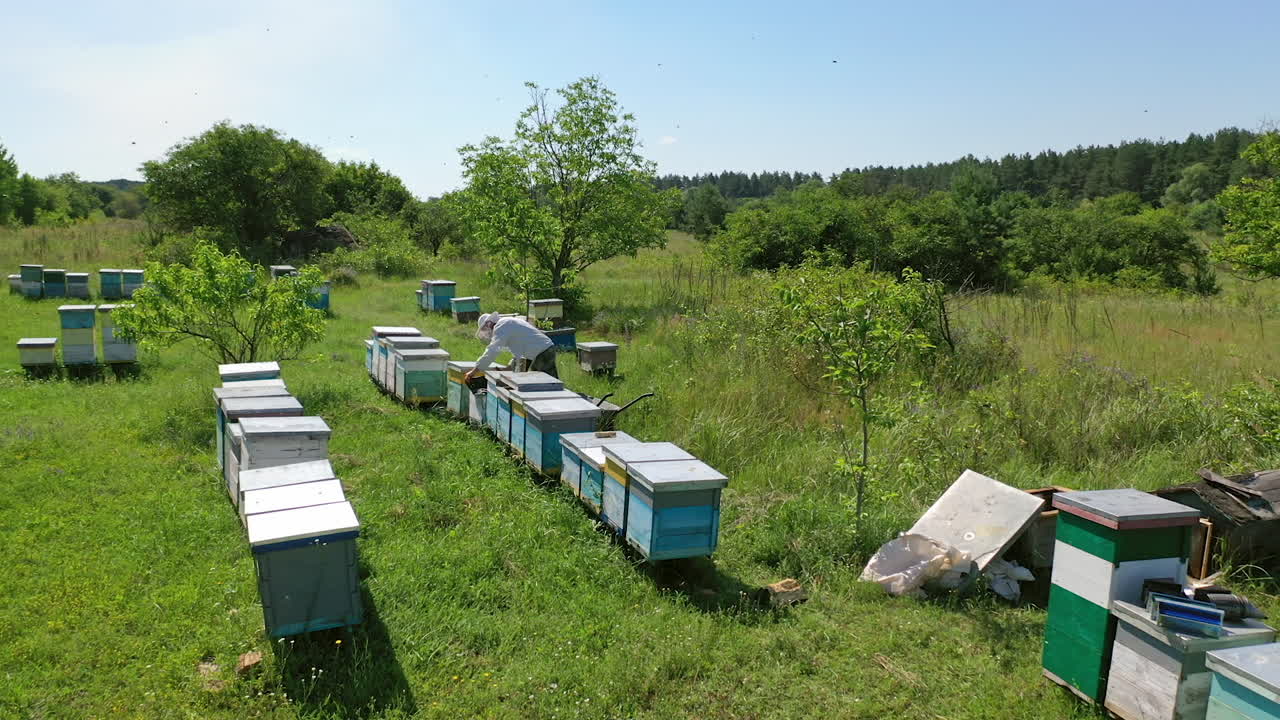 Apiary among green nature. Wooden beehives on grass. Beekeeper looking after bees on the apiary in summer. Bees flying over the hives.