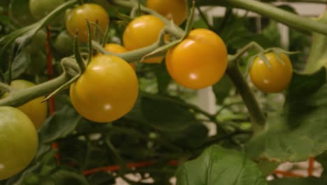 cinematic push through tomatoes growing on the vine