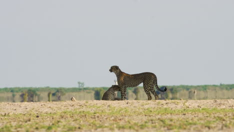 Hermanos-Guepardos-En-La-Reserva-De-Caza-Kalahari-Con-Springbok-Parados-En-El-Fondo,-Cautelosamente-Conscientes-De-Los-Depredadores-En-áfrica