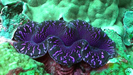 close up of a purple giant clam