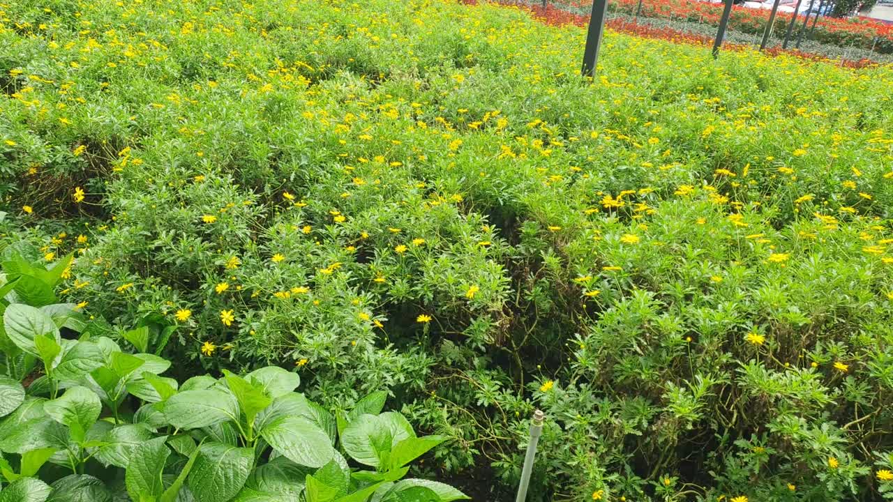 카메론 하이랜드 말레이시아의 아름다운 꽃과 풀