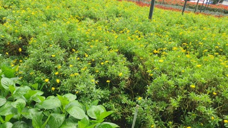 the beautiful flowers and grass beds of cameron highlands malaysia