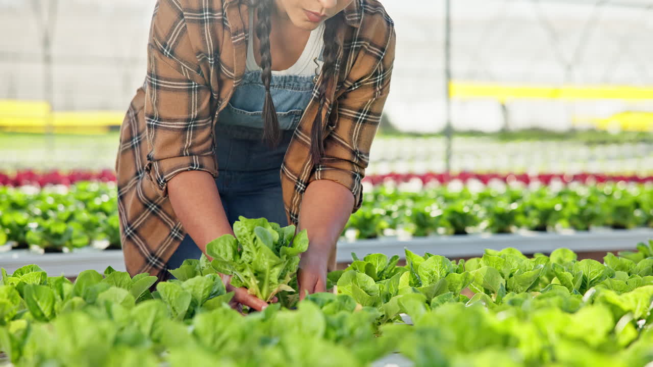 Woman harvesting lettuce in a hydroponic greenhouse