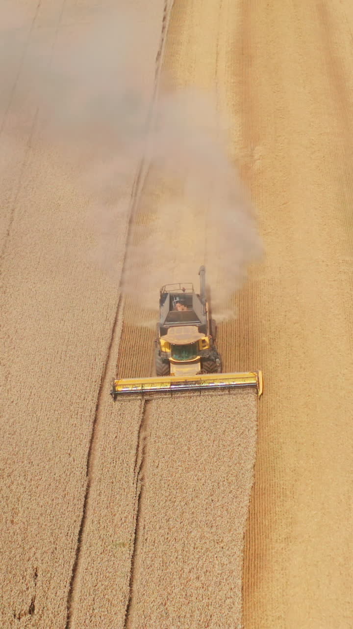 Yellow harvester sliding peacefully by the ripe golden field. Combine working and leaving dusty trail behind. Top view. Vertical video