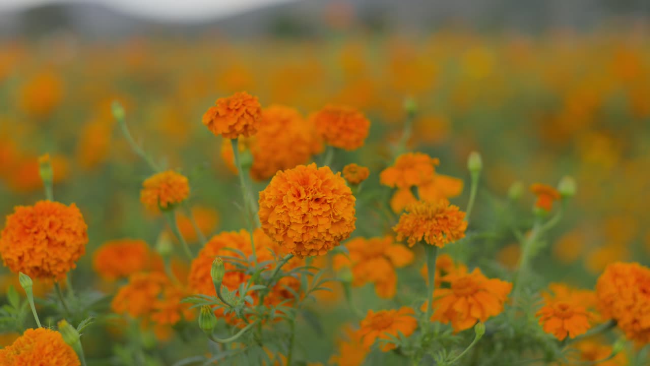 campos de cempasúchil en michoacán al atardecer