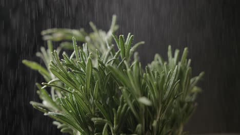 Close-up-shot-of-organic-bunch-of-fresh-rosemary-isolated-on-black-background-with-water-sprinkling-on-it