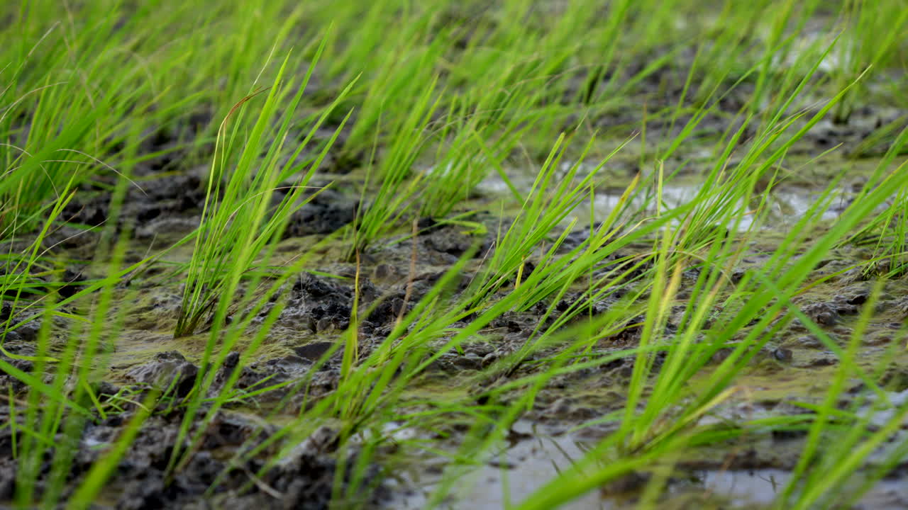 습지 에서 케랄라  ⁇   ⁇  에서  ⁇  재배 , 인도  ⁇  재배 , 아기  ⁇  식물