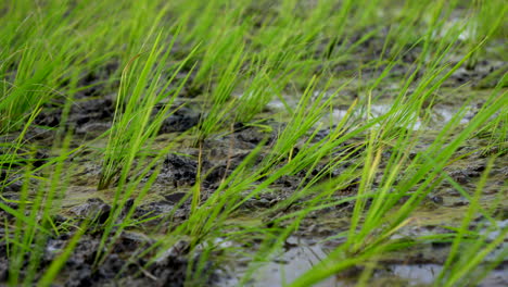 cultivo de arroz en el campo de arroz de kerala en tierras húmedas, cultivo de arroz indio, plantas de arroz bebé