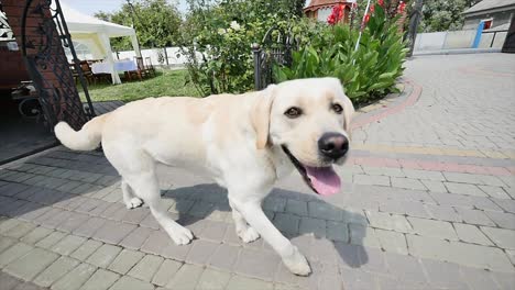 dog running towards camera. labrador breed dog running to camera