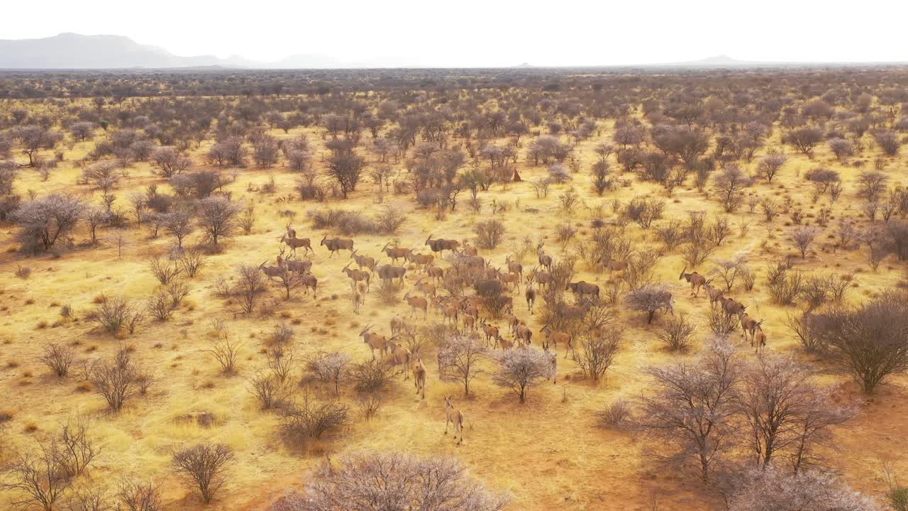 notable antena de drones sigue a una gran manada de antílopes eland en la sabana de áfrica y una excelente toma de acción de safari de vida silvestre