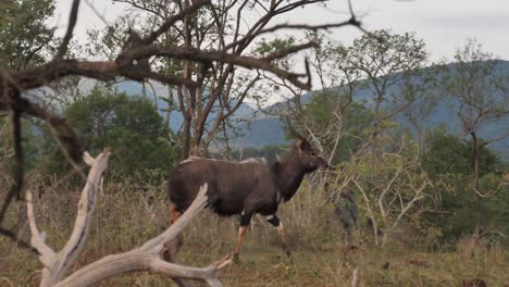 schwenk nach rechts mit der männlichen nyala-antilope, während sie durch den afrikanischen busch trottet