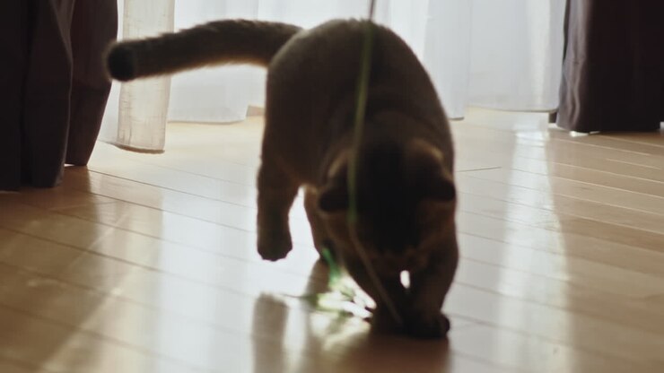 gatto che gioca con un giocattolo a corda