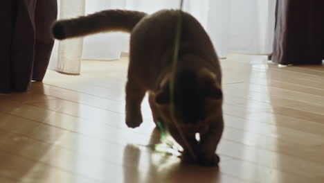 cat playing with string toy