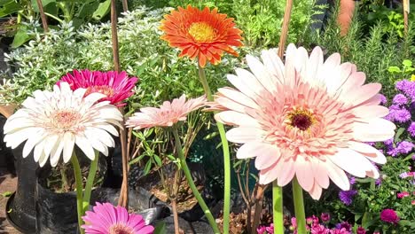 un colorido paseo por un vibrante jardín de flores.