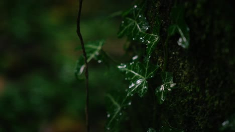 close-up of moss and ivy on a tree trunk in a dark forest