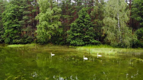 cisnes blancos nadando en el lago cerca del exuberante bosque en pradzonka, polonia