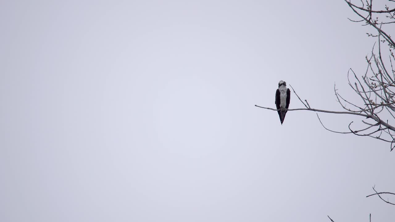 Osprey perching on a tree branch
