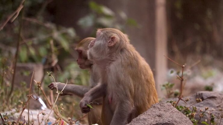 Two female monkeys eating plants and look around in their natural habitat