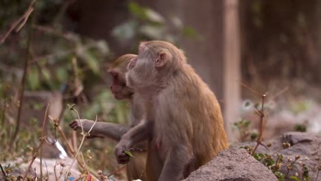 two female monkeys eating plants and look around in their natural habitat