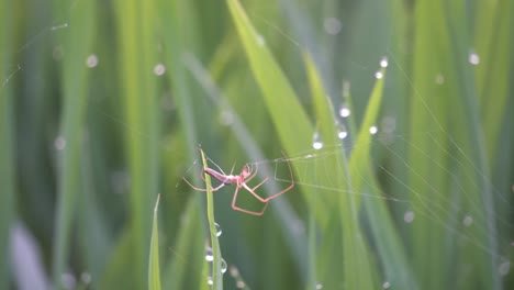 Nahaufnahme-Einer-Spinne,-Die-Das-Netz-Bildet