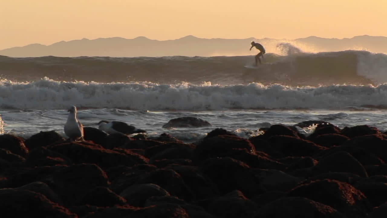 갈매기 뒤에서 파도를 타는 서퍼들