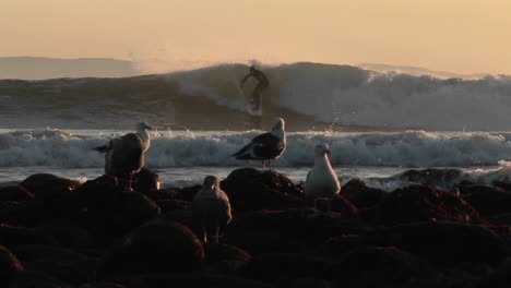 Los-Surfistas-Montan-Olas-Detrás-De-Las-Gaviotas.