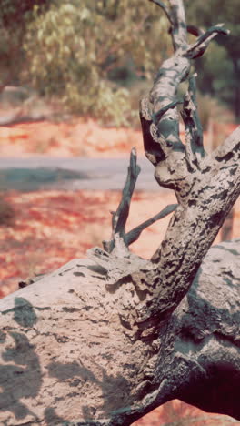 close-up of a fallen tree trunk with rough bark