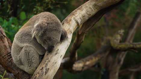 Toma-En-Cámara-Lenta-De-Un-Lindo-Oso-Koala-Durmiendo-Cómodamente-En-El-Tronco-De-Un-árbol