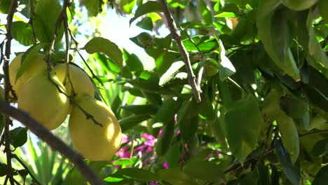 lemons on a lemon tree