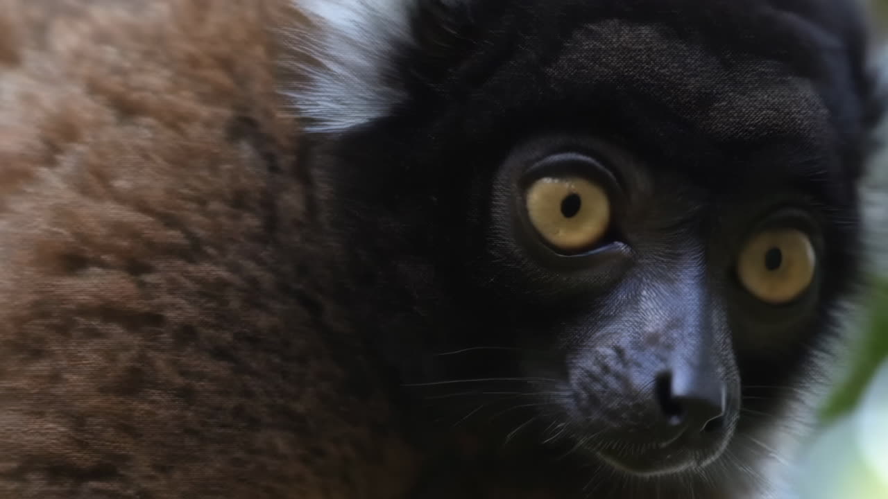 Curious Ring-Tailed Lemur in the Jungle