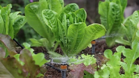 home grown lettuce being watered in the garden