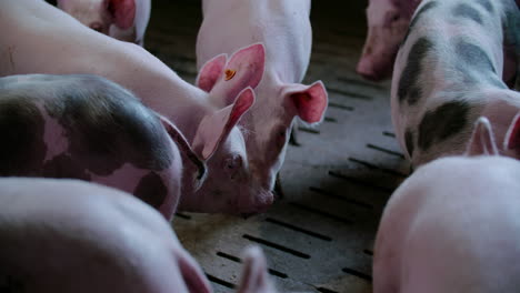 Pigs-At-Livestock-Agriculture-Farm-Pork-Production-Piglet-Breeding-At-Animal-Farm-46