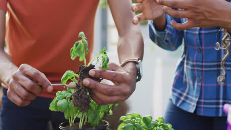 sección media de una pareja afroamericana plantando hierbas en el patio trasero