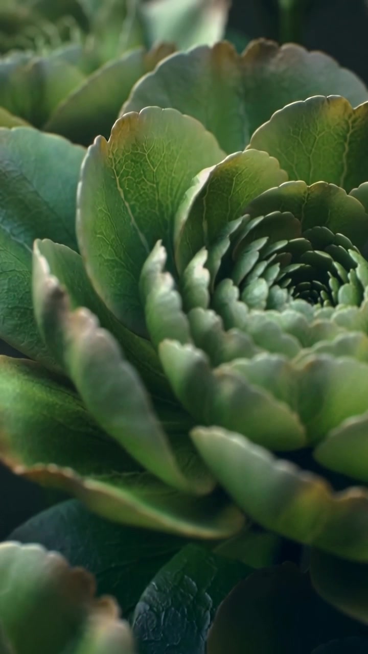 Vertical video: Revealing main and secondary rosette, camera pulling back, shifting focus in pot