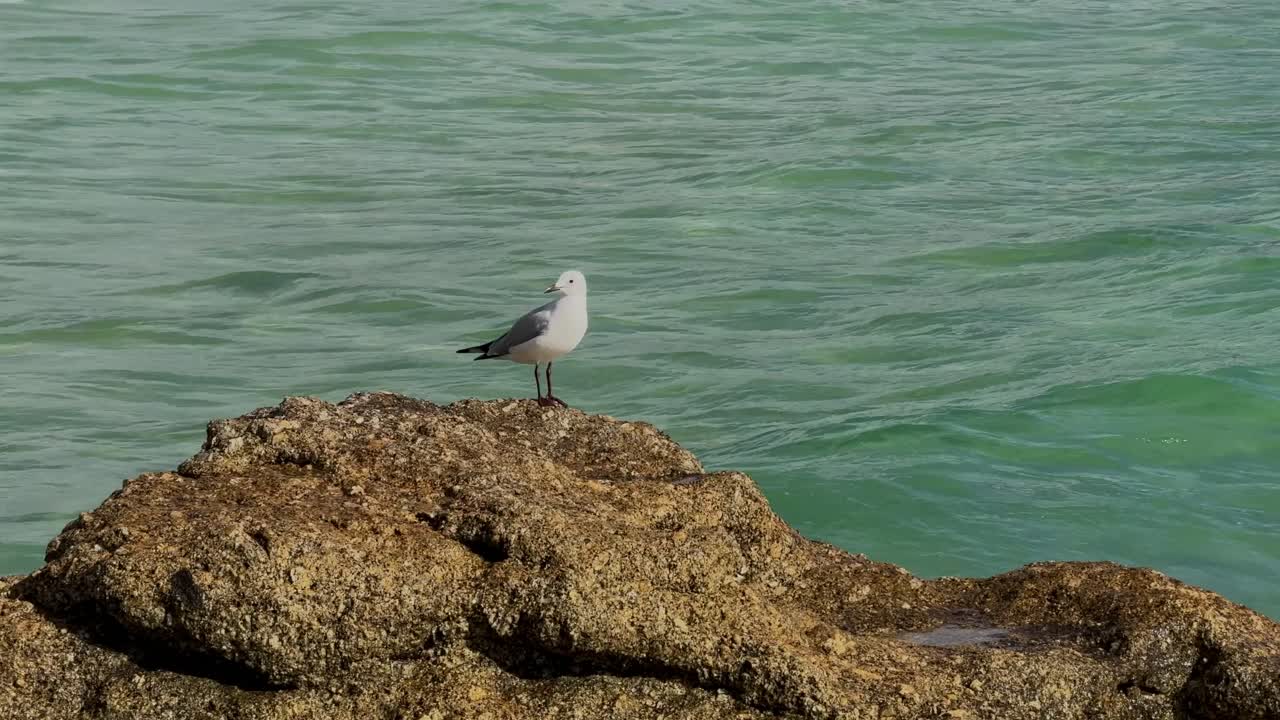 Seagull sitting on rock near ocean