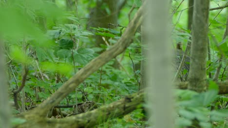 Wild-turkey-mother-and-babies-hiding-in-a-vibrant-green-wooded-area