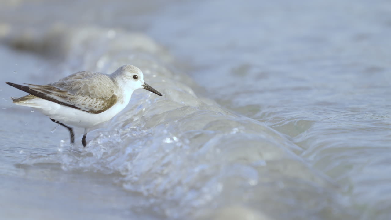 Sanderling Dipping Head in Water 2