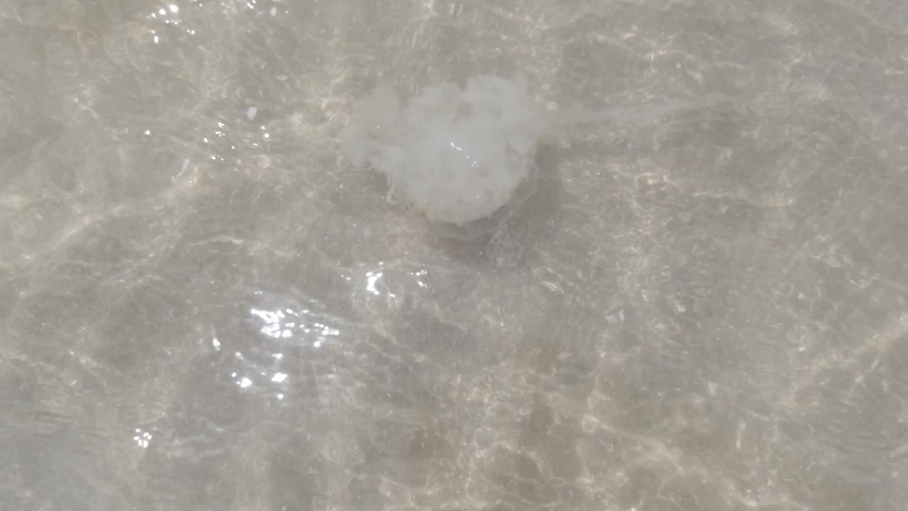 Compass jellyfish drifting in clear shallow warm Welsh sparkling ocean tide