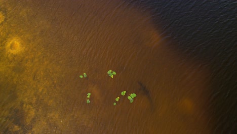 Alligator-Silhouette-Versteckt-Sich-Unter-Wasser,-Rotierende,-Aufsteigende-Luftaufnahme