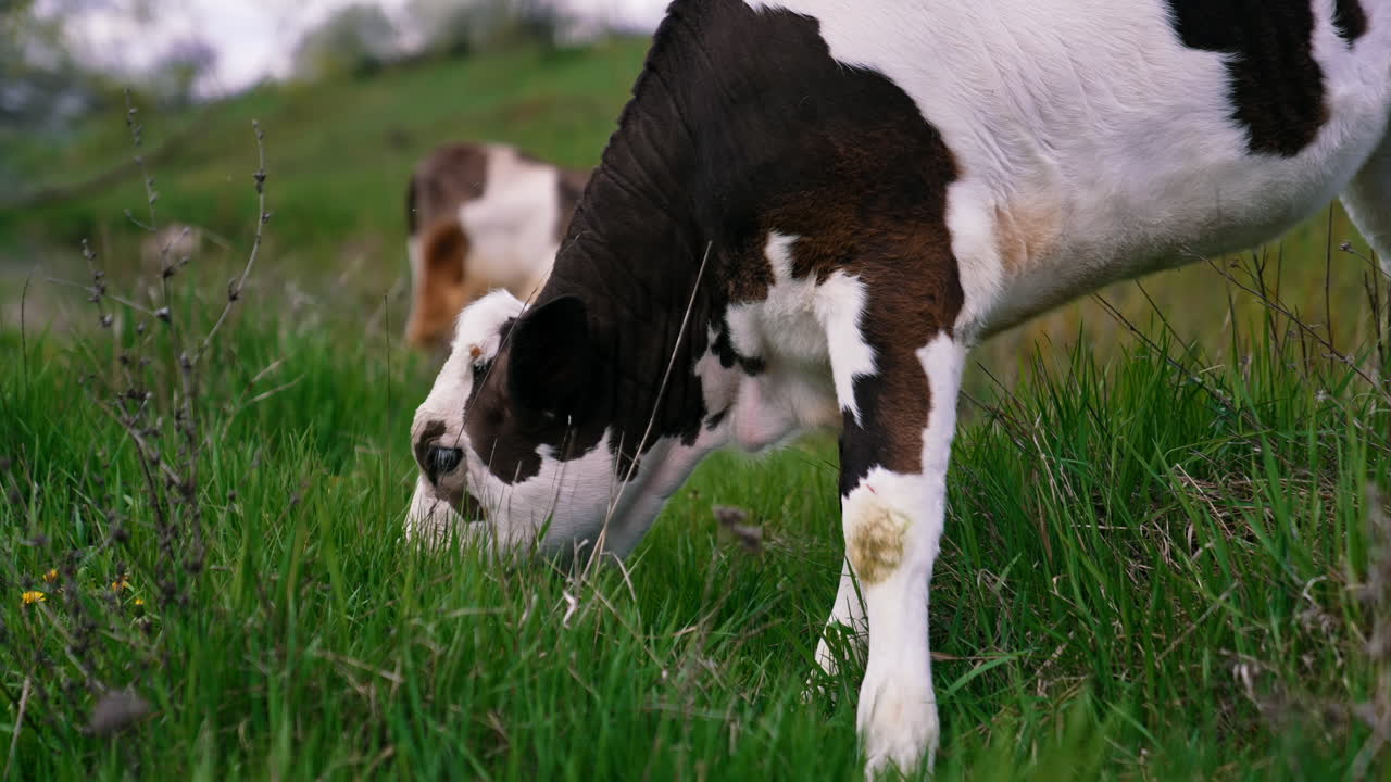 White and black cow eating green grass. Young cow grazing on a pasture in the countryside. Calf on field. Close-up.