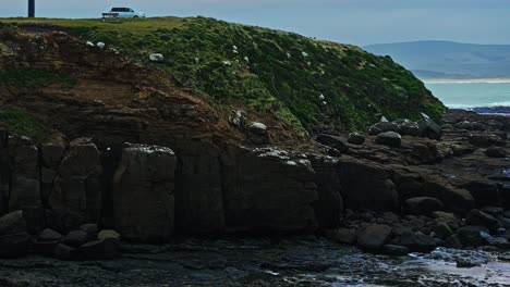 Pájaro-Vuela-A-Lo-Largo-Del-Acantilado-Del-Bosque-Petrificado-Con-Vistas-A-La-Bahía-De-Curio,-Nueva-Zelanda