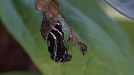 Ein-Zebra-Langflügel-Schmetterling-Entsteigt-Einem-Kokon-Und-Breitet-Seine-Flügel-Aus