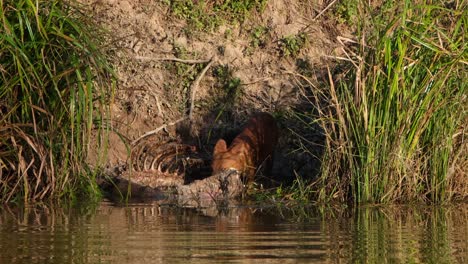 enjoying its meal from the sambar deer's carcass then looks around, whistling dog cuon alpinus, khao yai national park, thailand