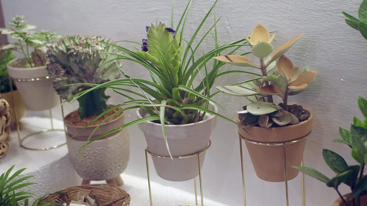 Collection of Potted Houseplants and Succulents on Display