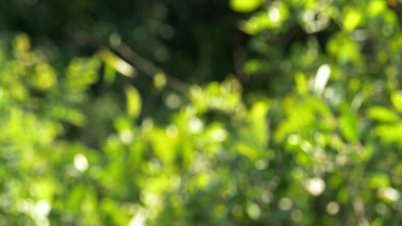 Explore beauty of nature through blurred foliage and bokeh effects capturing vibrant leaf patterns