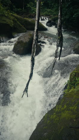 waterfall and stream in a lush forest