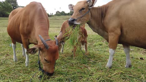 Bullenrinder-Grasen,-Bos-Javanicus-Tembadau-Frisst-Gras-In-Der-Landschaft,-Ackerland,-Weidelandschaft,-Bali,-Indonesien,-Südostasien