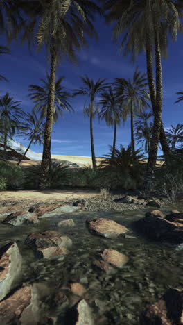 palm trees in a desert oasis